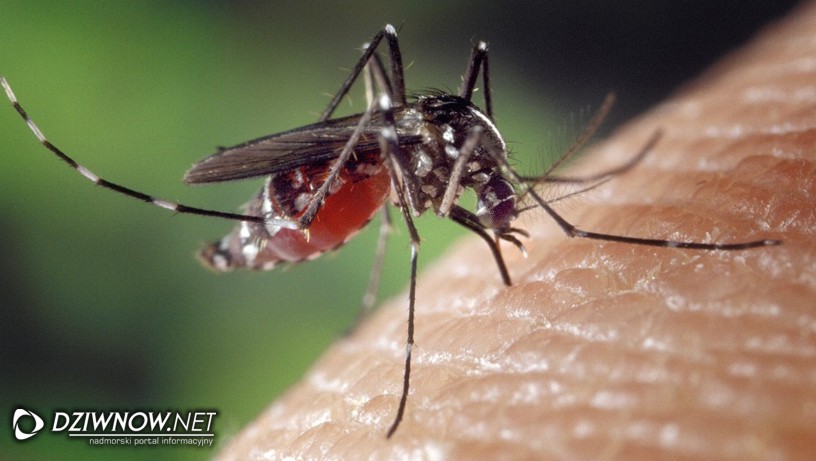 Dziwnów walczy z komarami