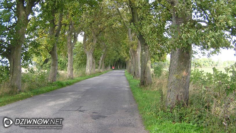 Nie wytną 600 drzew w drodze na Wolin