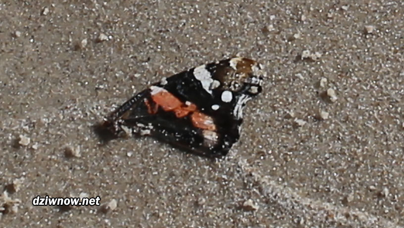 Martwe motyle na plaży