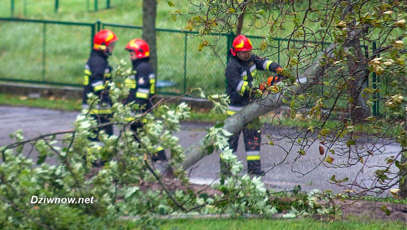 Od rana strażacy usuwają połamane drzewa nad morzem