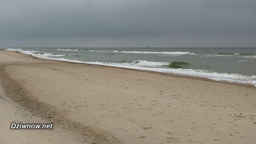 Martwą fokę wyrzuciło morze na plaży (foto)