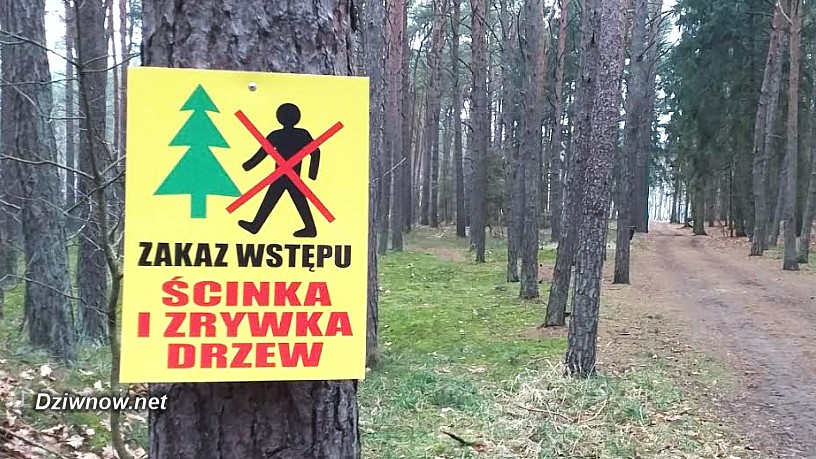 Wielkie rżnięcie lasu w Łukęcinie – co 3 drzewo pod nóż